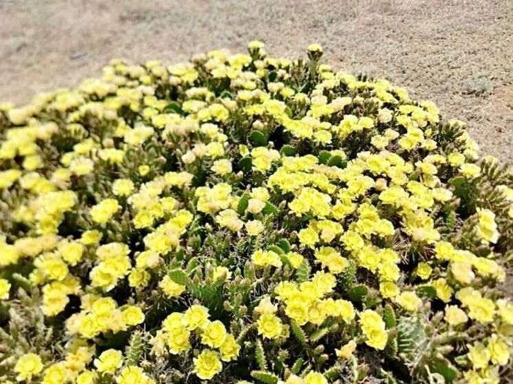 В Астраханской области зацвел редкий кактус