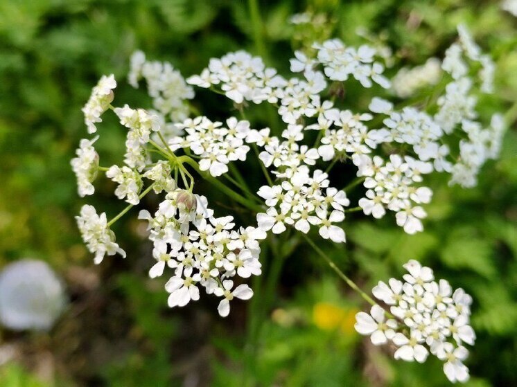 В Хабаровске днем 10 июня воздух прогреется до +24 градусов