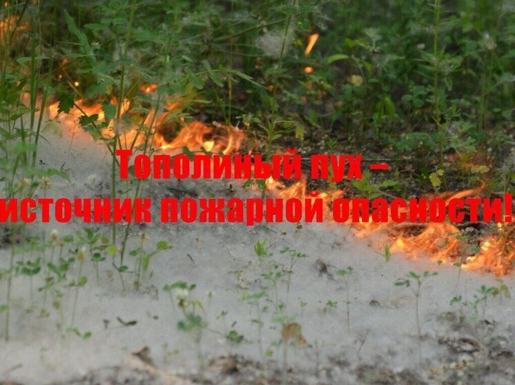 Огнеборцы Тюменской области запрещают жечь тополиный пух