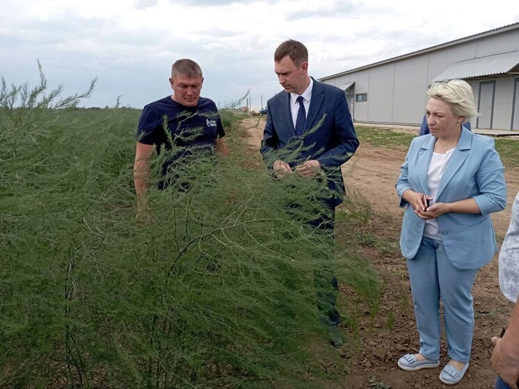 Фермеры собрали первый урожай спаржи в Энгельсском районе