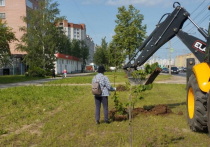 На нескольких улицах Йошкар-Олы в ближайшие недели станет больше зелени.
