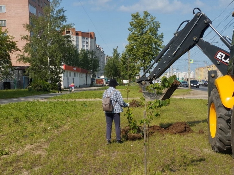 На улицах Йошкар-Олы продолжается посадка деревьев и цветов