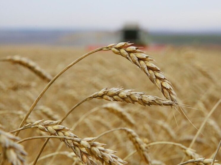 Экспорт продукции АПК из Иркутской области вырос в 2,5 раза