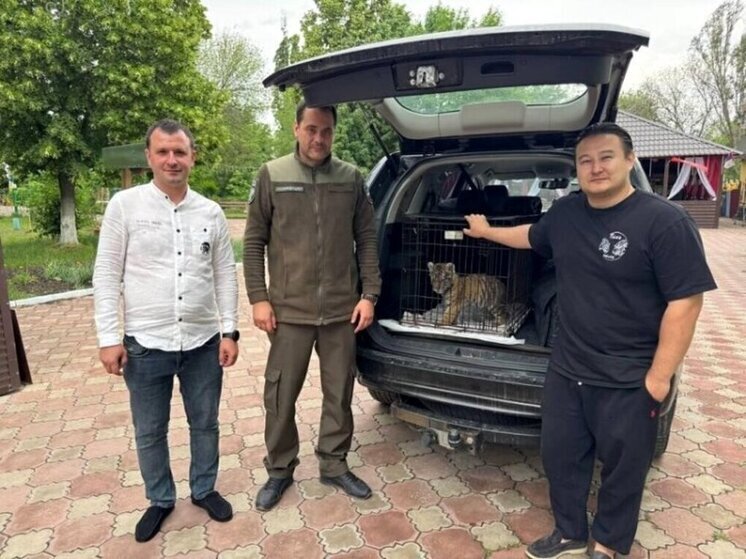 Найденного тигренка в Стаханове передали в ленинградский ПВР для диких животных