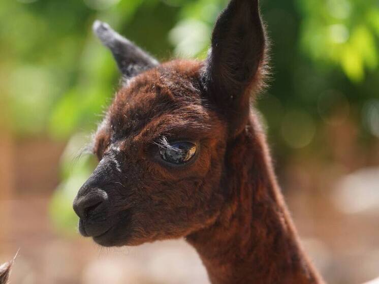 Волгоградцы выберут имя для новорожденной 5-килограммовой альпаки