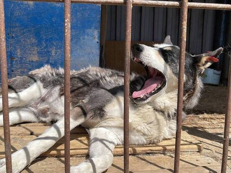 Для тульских больниц закупят еще 17 тысяч вакцин от бешенства