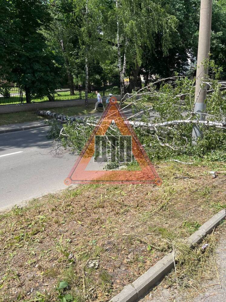 В Пензе упавшее дерево перекрыло дорогу на Маршала Крылова