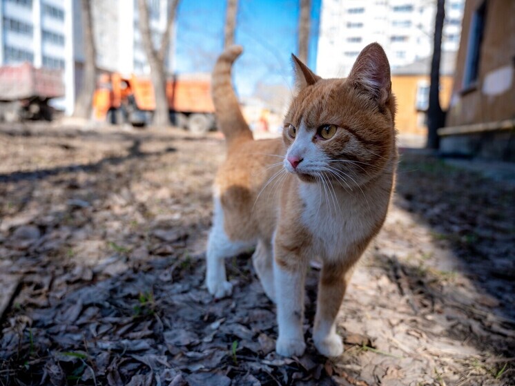 В Челябинске спасли котика, застрявшего в батарее