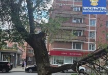 В областном центре рубят молодые деревья, а старые падают сами
