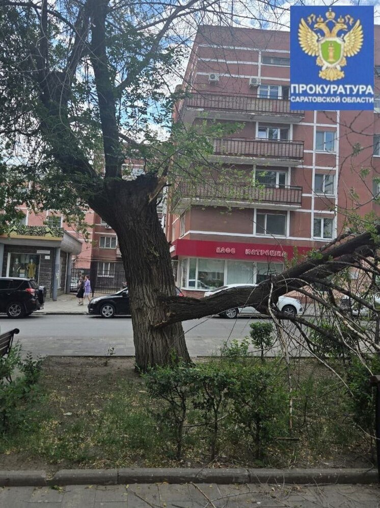 В Саратове на прохожих продолжают падать ветки деревьев