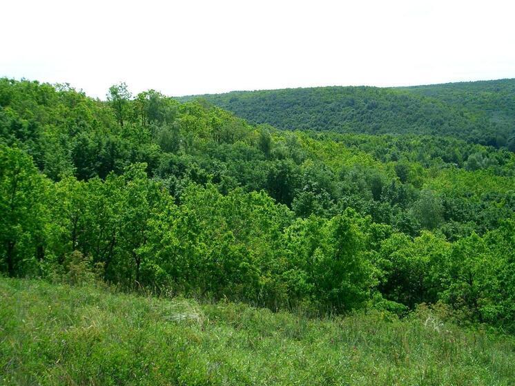 На Кумысной поляне расцвел опасный ясенец