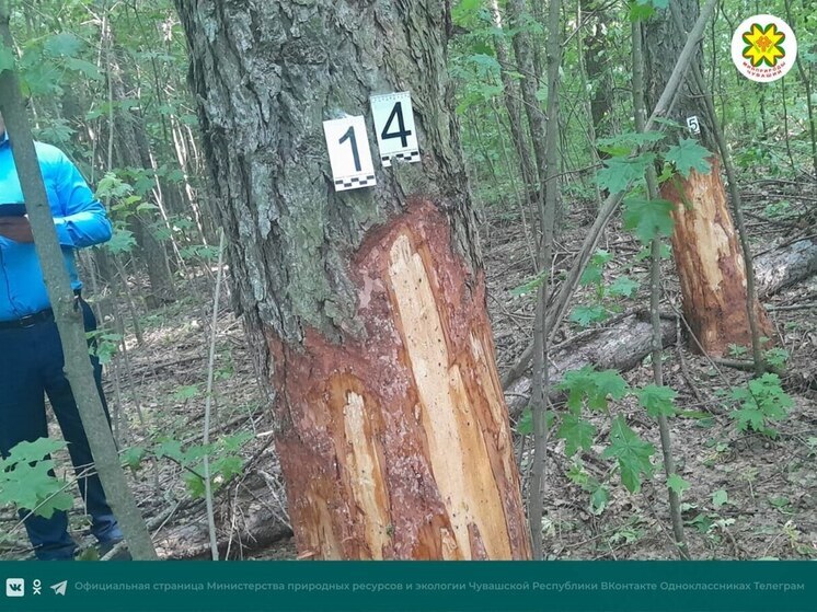 В Чувашии лесничие выявили ущерб лесу на 750 тысяч — повреждены 17 лиственниц