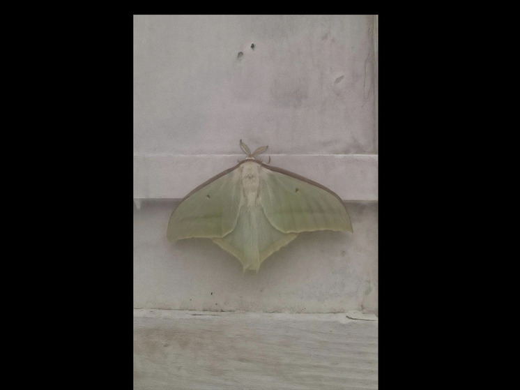 A huge butterfly listed in the Red Book was spotted in Transbaikalia