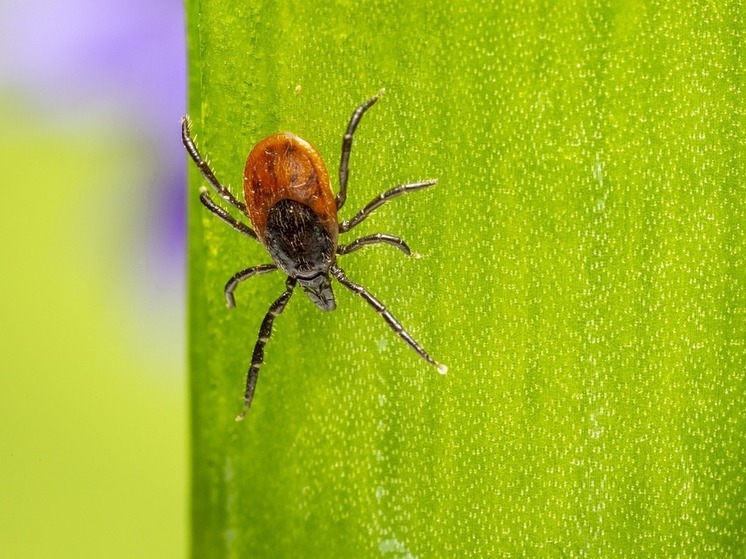 66 человек пострадали от клещей на прошлой неделе в Марий Эл