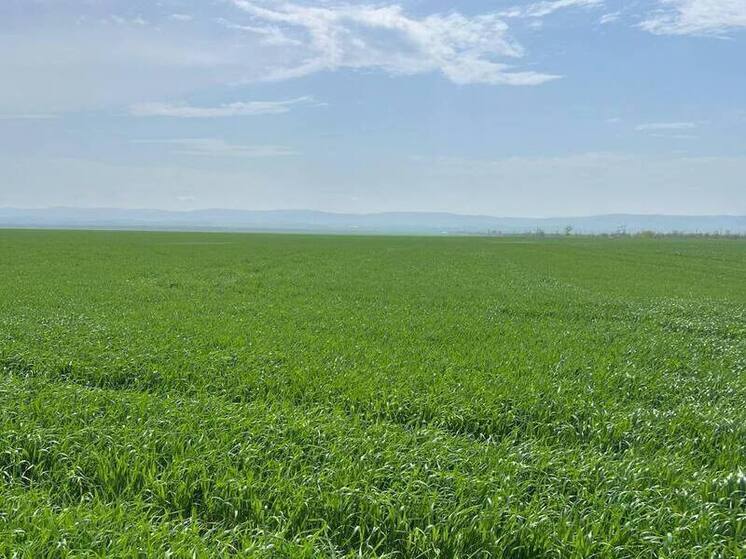 Сергей Меняйло: в Северной Осетии почти завершён яровой сев