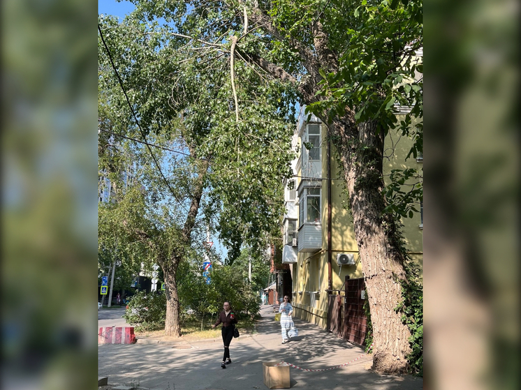Em Rostov, um pedaço gigante de árvore corre o risco de cair sobre uma passagem de pedestres