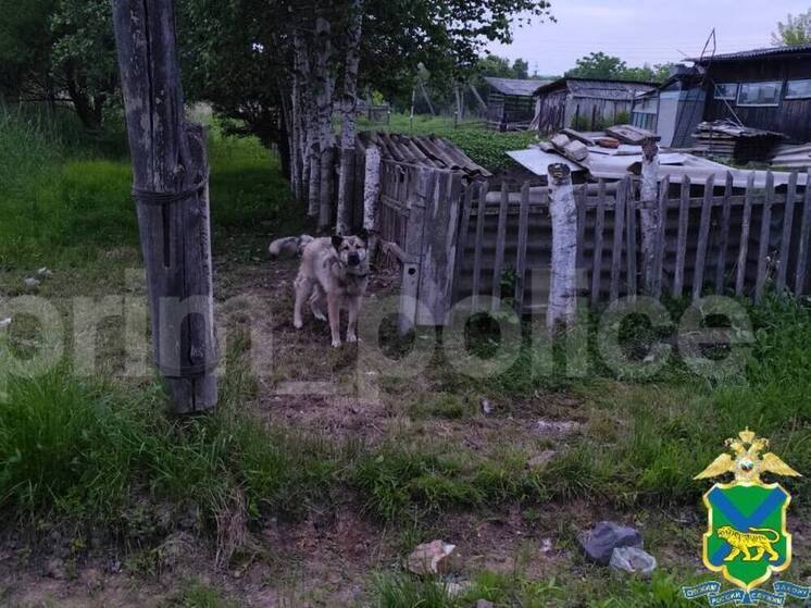 Собака покусала ребенка в Приморье — идет проверка