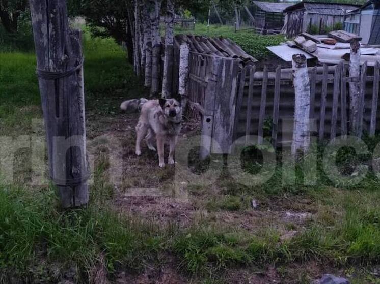 Прокуратура выясняет обстоятельства нападения собаки на ребенка в Приморье