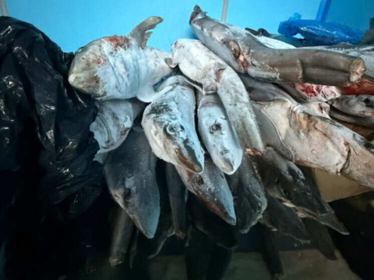В Супсехе правоохранители нашли около 6 тонн немаркированной рыбной продукции в ангаре