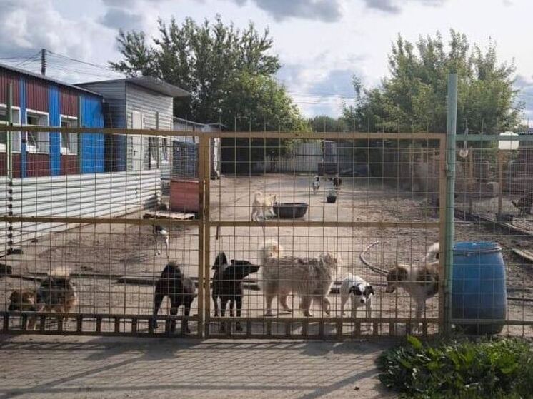 Курским «хвостикам» ленинградцы передали посылку весом в тонну