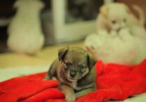 Собаки и кошки давно стали для людей неотъемлемой частью семейного уюта и тепла