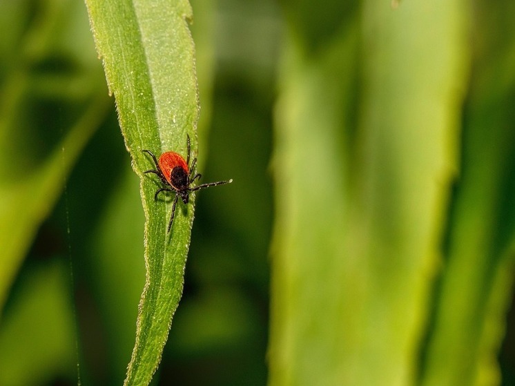 В Томске зафиксировали первый случай клещевого энцефалита