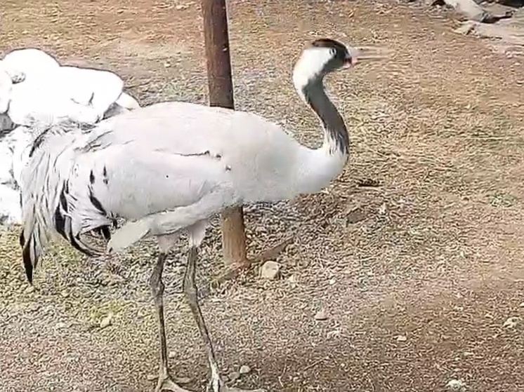 Журавли из зоопарка Хакасии показали яркий танец в честь больших выходных