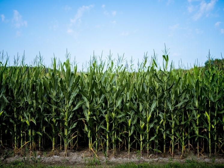 Учёные Россельхозцентра выяснили, какую кукурузу выращивают в ДНР