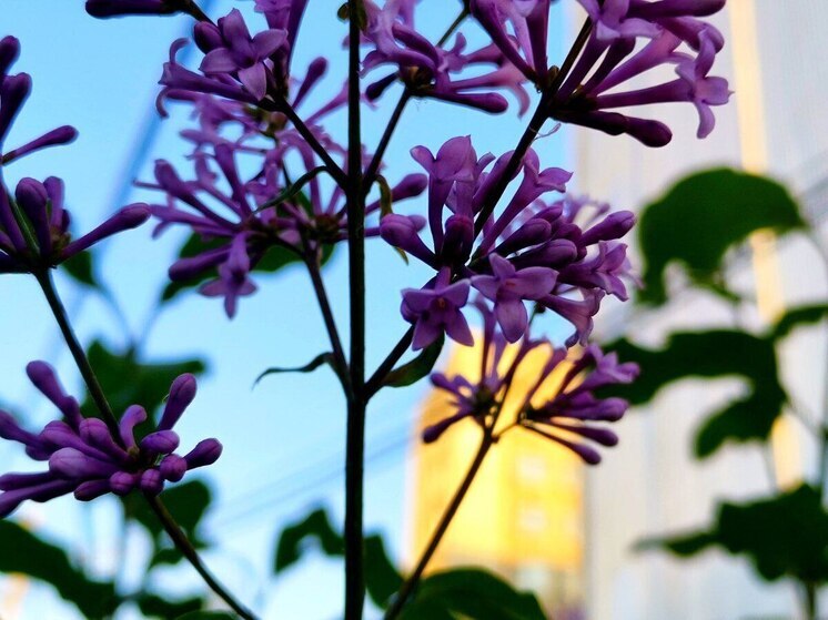 Стало известно, какая погода ожидает жителей Хабаровского края 12 июня