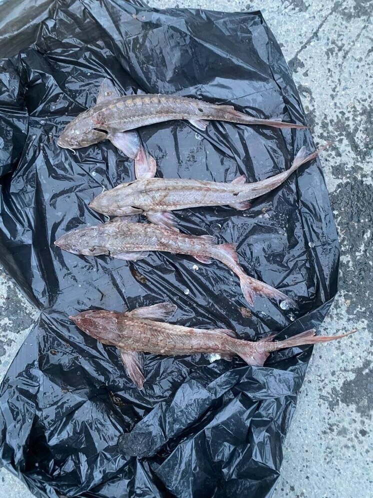 Мешки с краснокнижной рыбой изъяли у мужчины на «Ниве» в Томской области