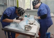 Во второй раз по приглашению зоозащитника из Улан-Удэ Наргиз Муминовой в Бурятию прибыли представители международных благотворительных организаций — французского фонда Бриджит Бардо и немецкого фонда TIERSCHUTZ ENTWICKLUNGSILFE EV. Их цель — проведение массовой стерилизации бездомных животных и обучение местных ветеринаров современным методикам операций.