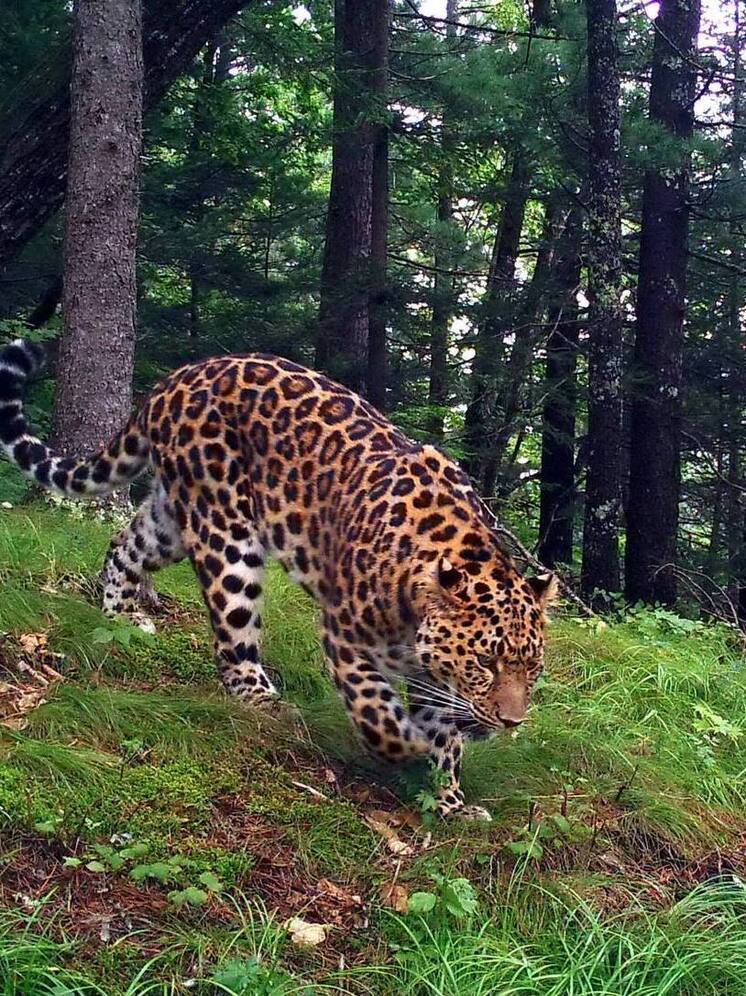 Пятнистый забег пройдет в Приморском крае 14 июня