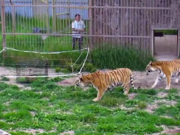 Способ эффективной защиты от амурских тигров протестировали в Приморском крае