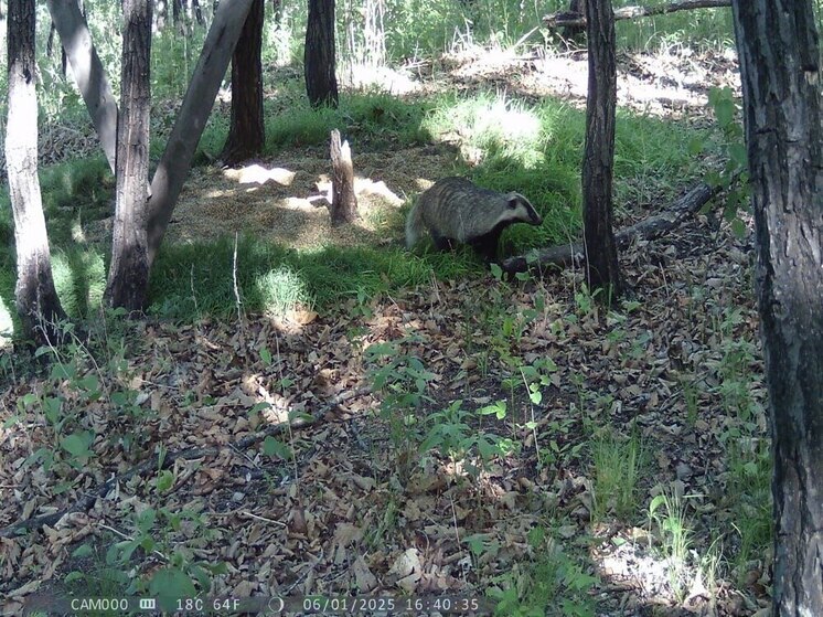 Вечернюю прогулку барсука удалось заснять в Амурской области