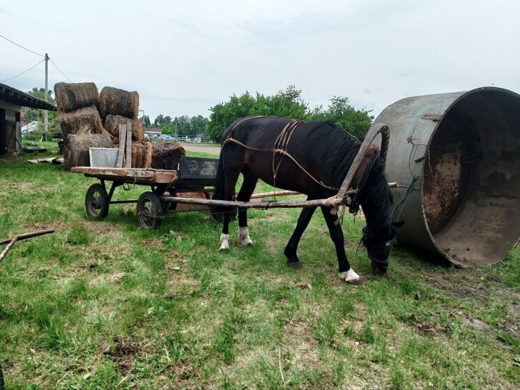 На ипподроме Хакасии прошла подготовка к соревнованиям БСК