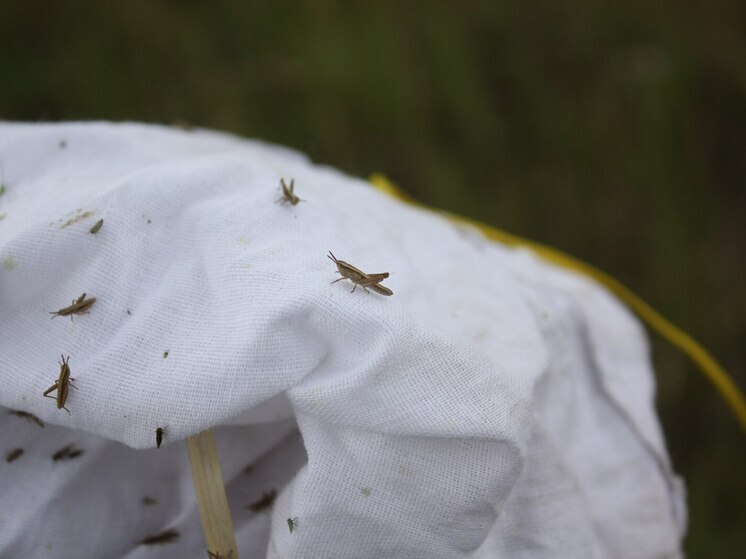 В Хакасии обнаружена высокая численность выжившей саранчи