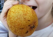 Лето — время радости, игр и активного роста для ребенка