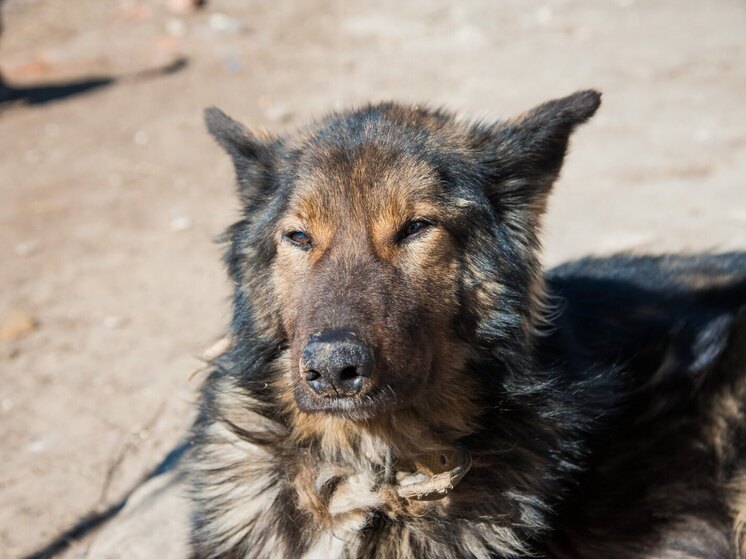 Ученые допустили, что «щенки» ледникового периода были волками, а не собаками