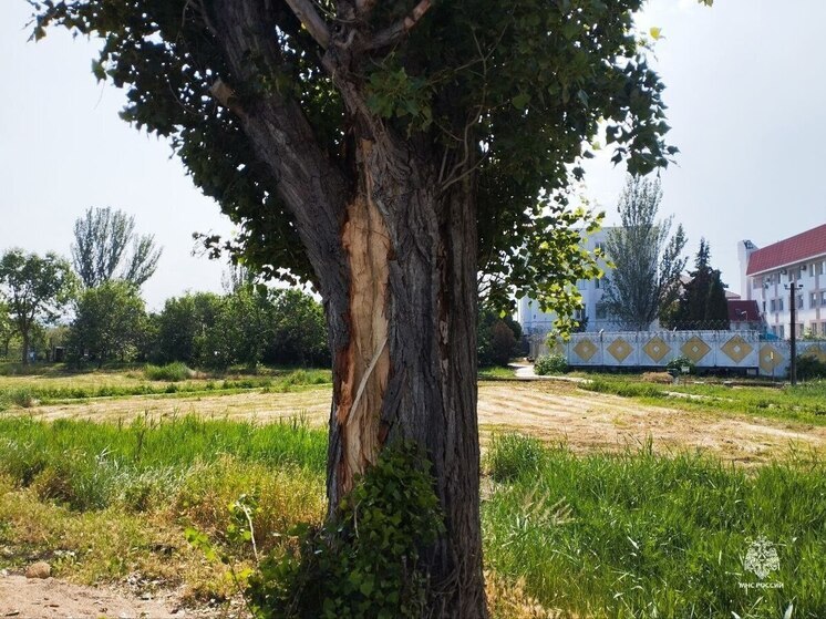 В Крыму молния ударила в дерево, куски которого попали в автомобиль