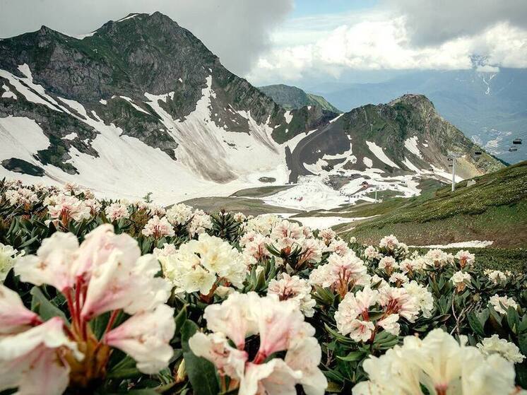 В горах Сочи расцвели рододендроны