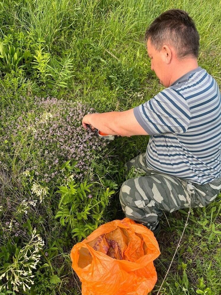 Глава Ульяновского района рассказал о полезном чае