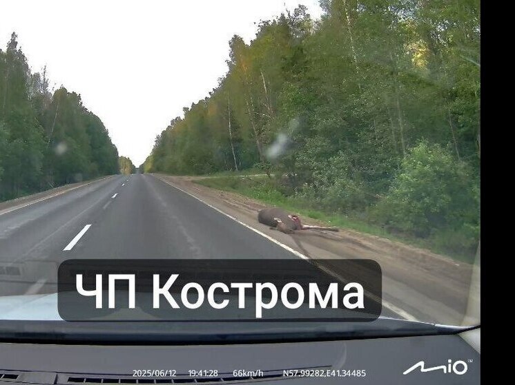 На трассе Кострома — Сусанино водитель сбил лося и скрылся