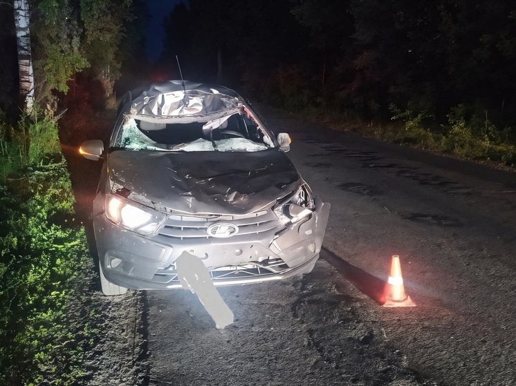 Во Влдаимирской области участились ДТП с участием диких животных