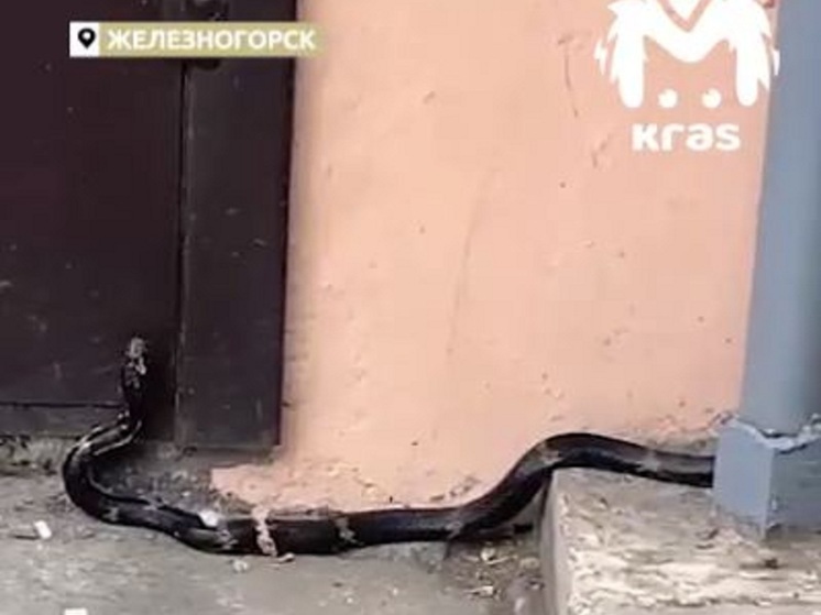 Пожарные сняли змею с дерева под Красноярском