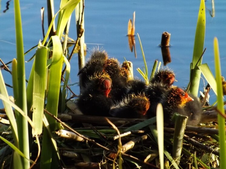 Жителям Хакасии объяснили, почему нельзя спасать выпавших птенцов