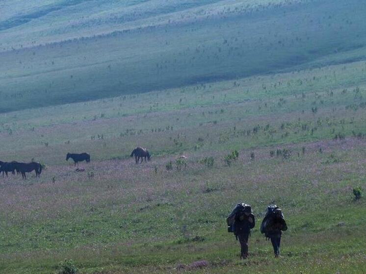 Резкий рост интереса к чайному туризму наблюдается в Сочи