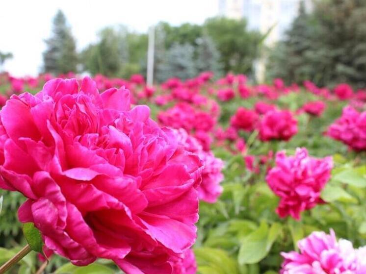 Россельхознадзор запретил ввоз опасных гербер из Армении в аэропорту Сочи