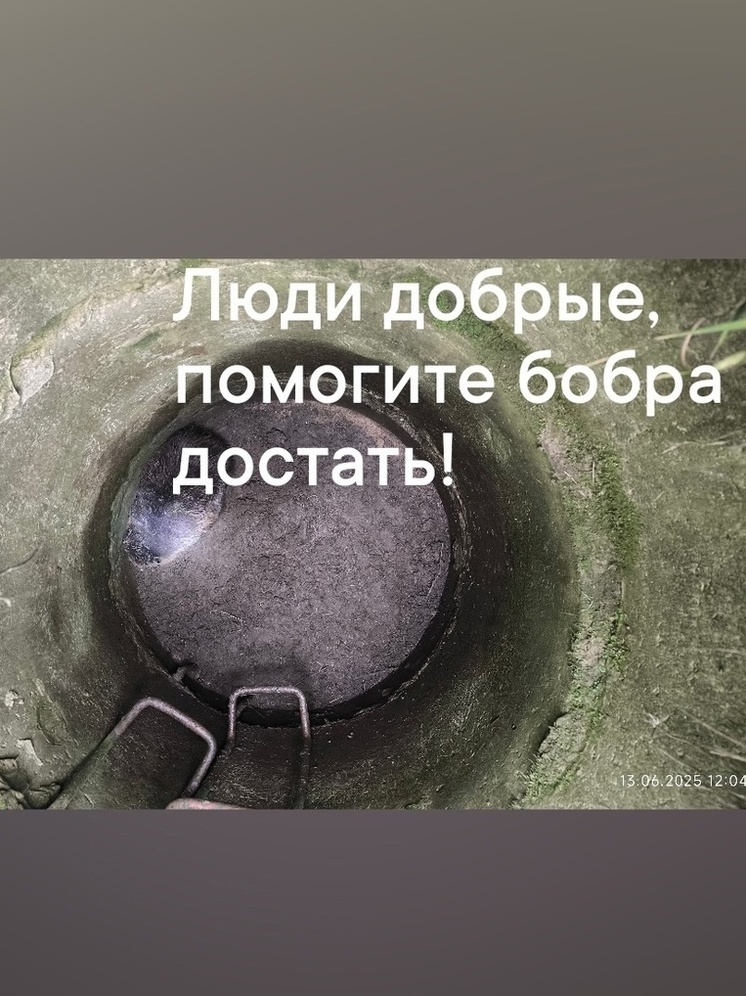 В Калуге ищут спасателя для бобра
