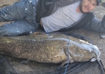 Рыбак из Пенсильвании Дэниел Браун поймал оливкового сомика весом 32,8 килограмма и сфотографировался с ним, но не стал официально регистрировать рекорд штата, поскольку пожалел рыбу, сообщает phillyvoice