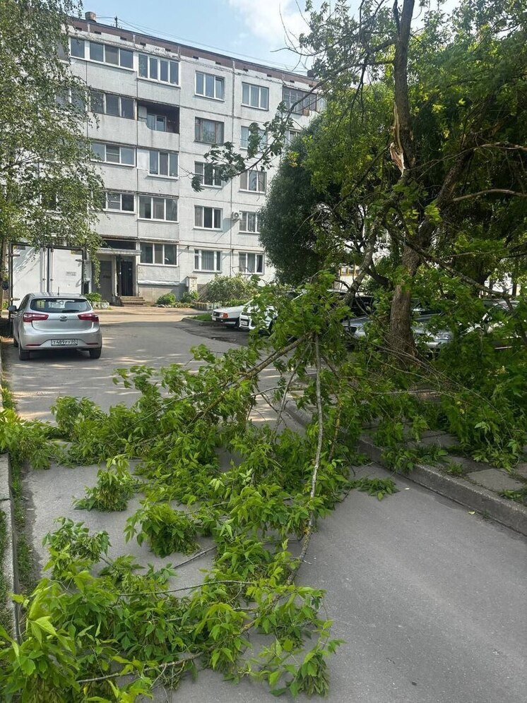 Дерево перегородило дорогу в псковском дворе